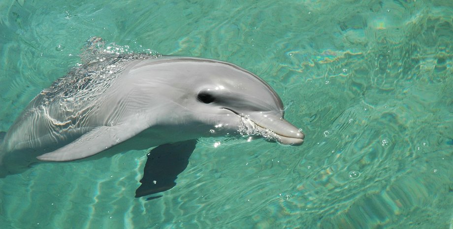 Дельфін