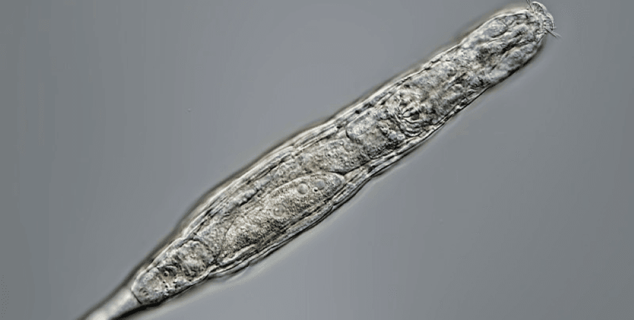 коловратка, многоклеточное, снимок