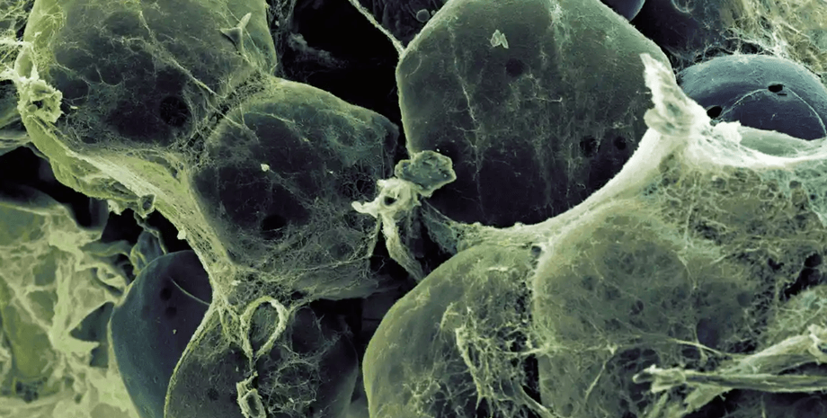 жировые клетки