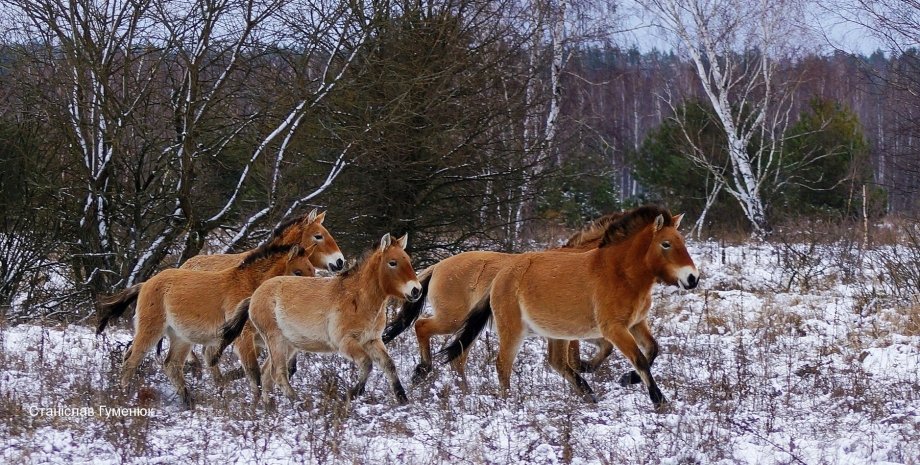 лошади Пржевальского, Чернобыль