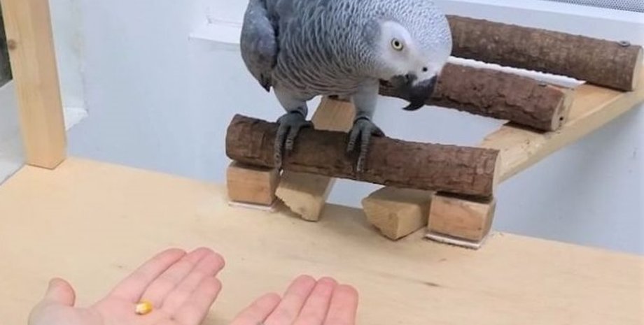 Попугай жако выбирает между обычным кормом сейчас или более вкусным, но потом. Фото: CCRG