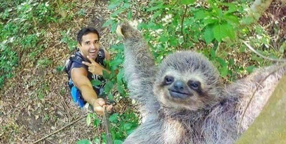 чоловік, селфі, лінивець