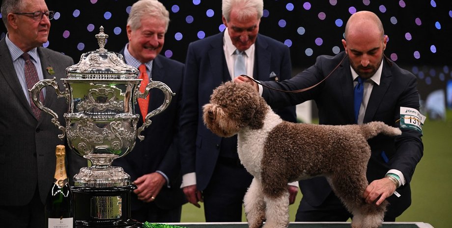 лаготто романьоло, выставка собак, собака, редкая порода собак