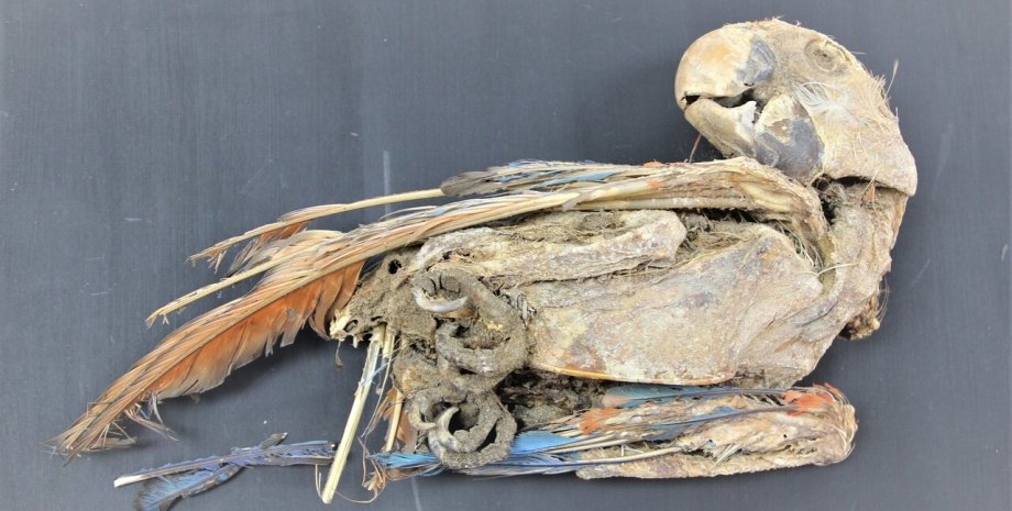 мумифицированный попугай, останки, фото, перья, клюв