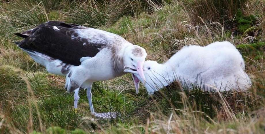 тристанский альбатрос, остров гоф