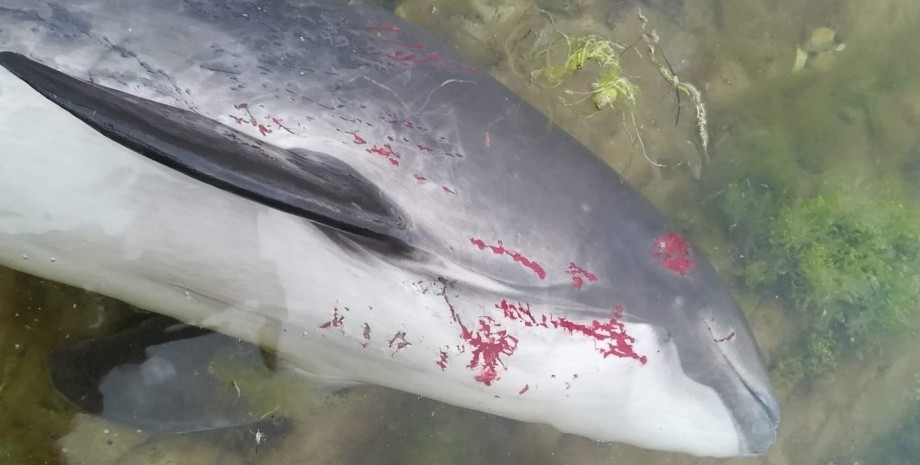 Травмований дельфін у Чорному морі.