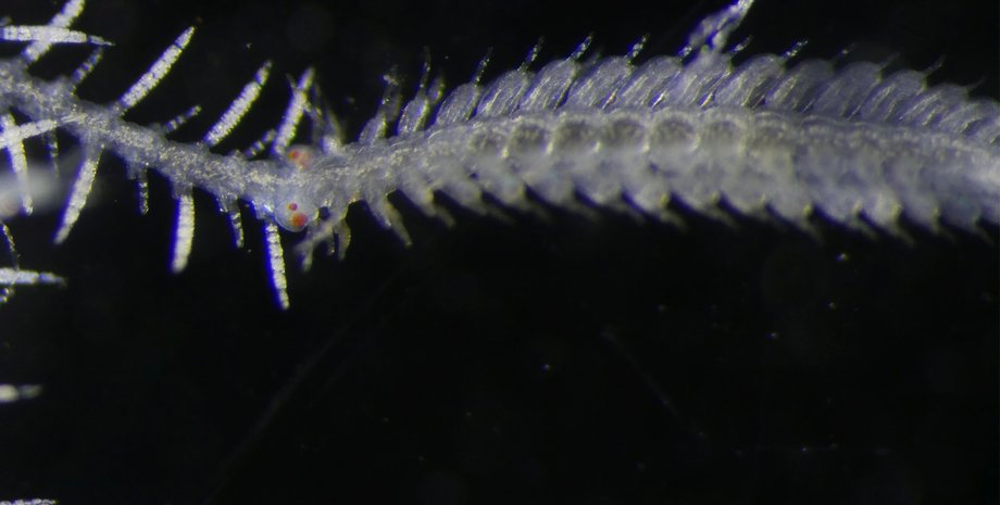 розгалужений морський черв'як