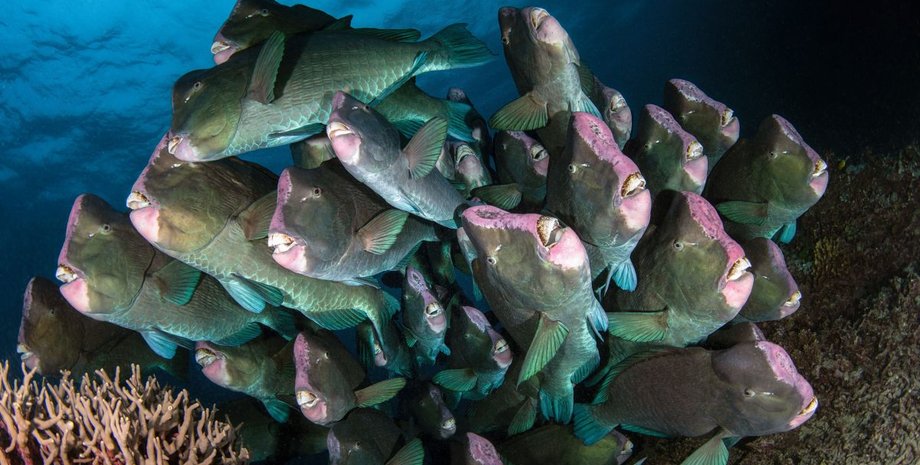 рыбы-попугаи