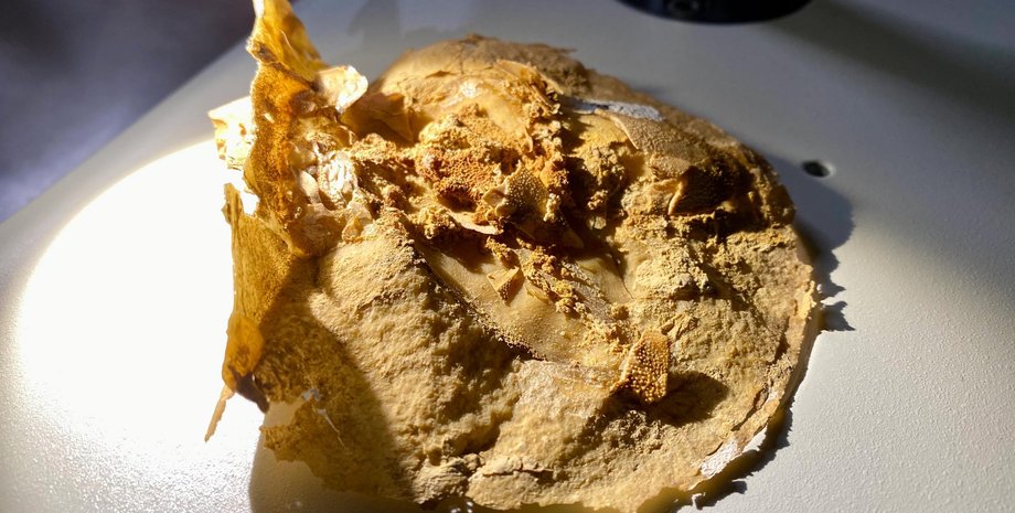 сердце, окаменелость, фото