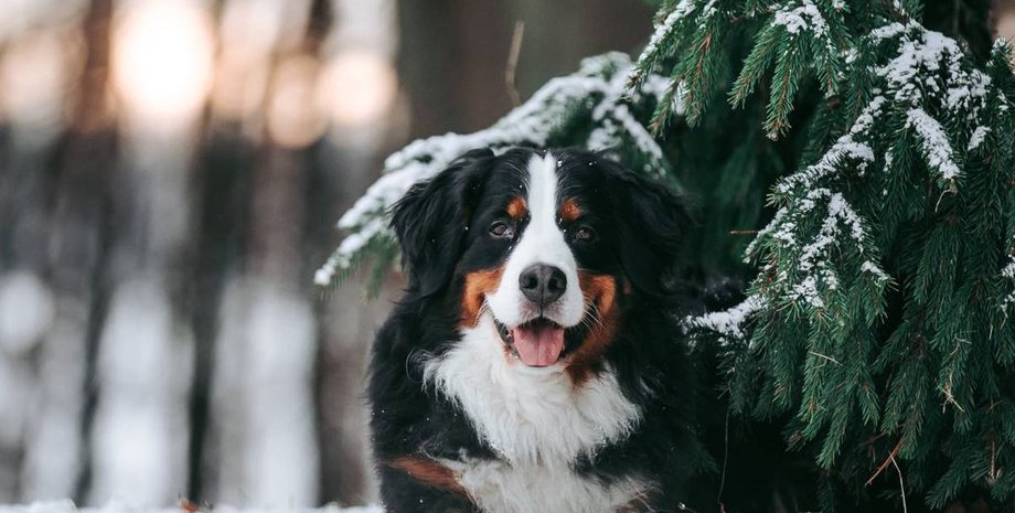 Зима, вигул, собаки, тварини