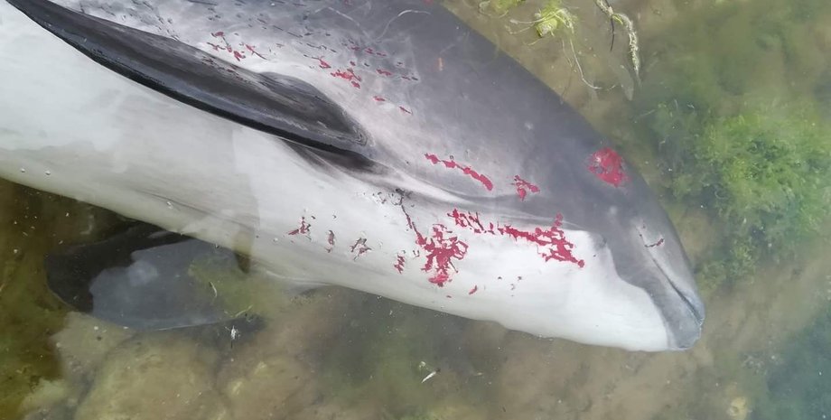 Травмований дельфін у Чорному морі.