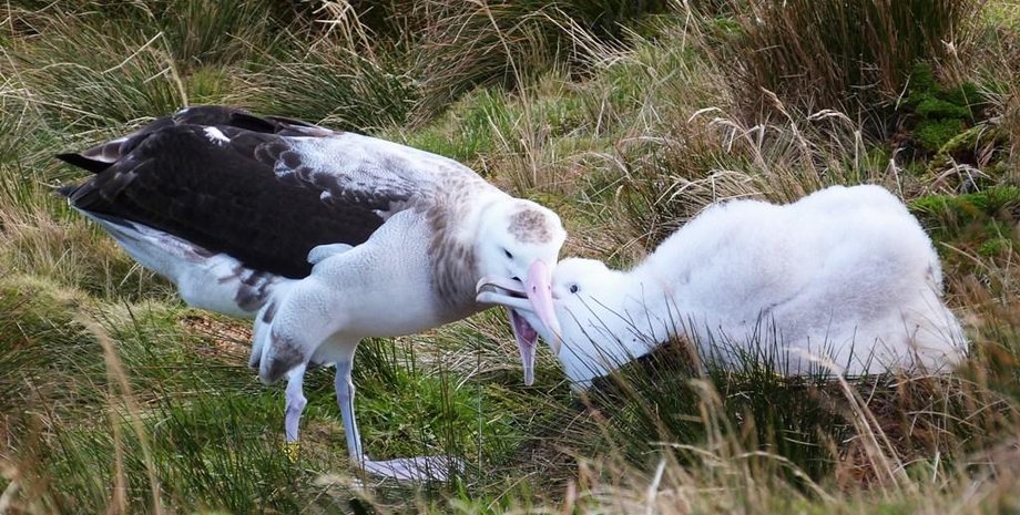 трістанскій альбатрос, острів гофро