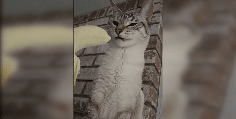 Мережу розвеселила реакція кота на банан