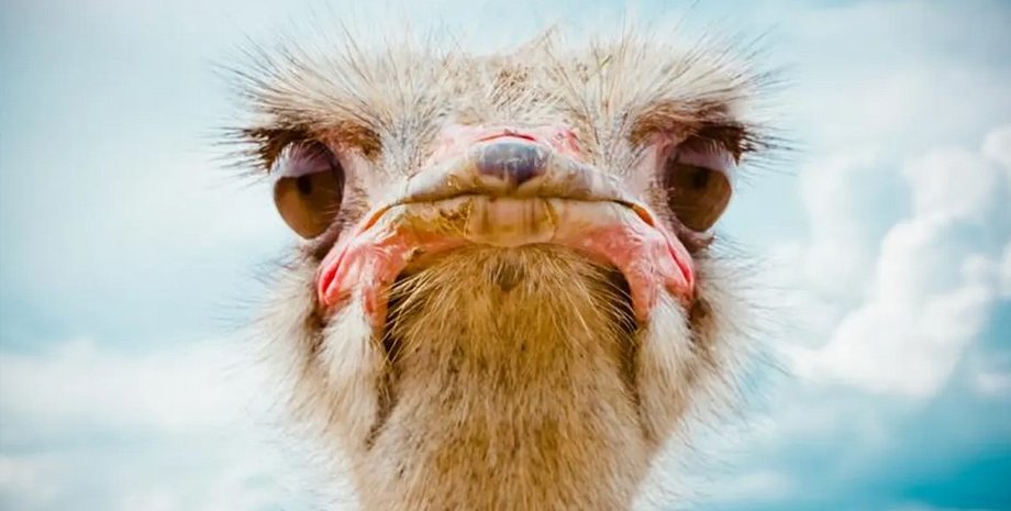 нелетающая птица страус