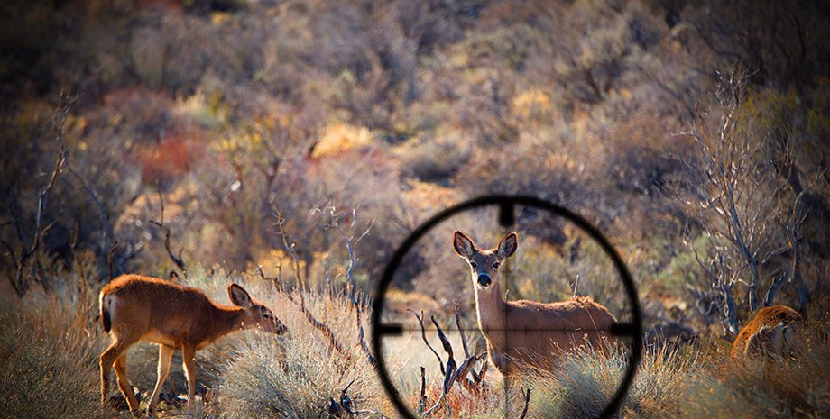 Фото: Getty Images