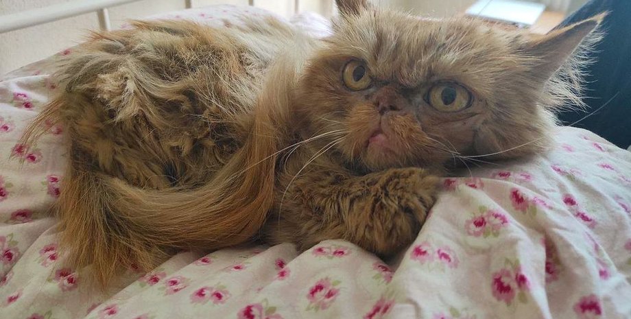 кошка бородянка, кот бородянка, спасенная кошка, кошка шафа, бородянка, зоопатруль