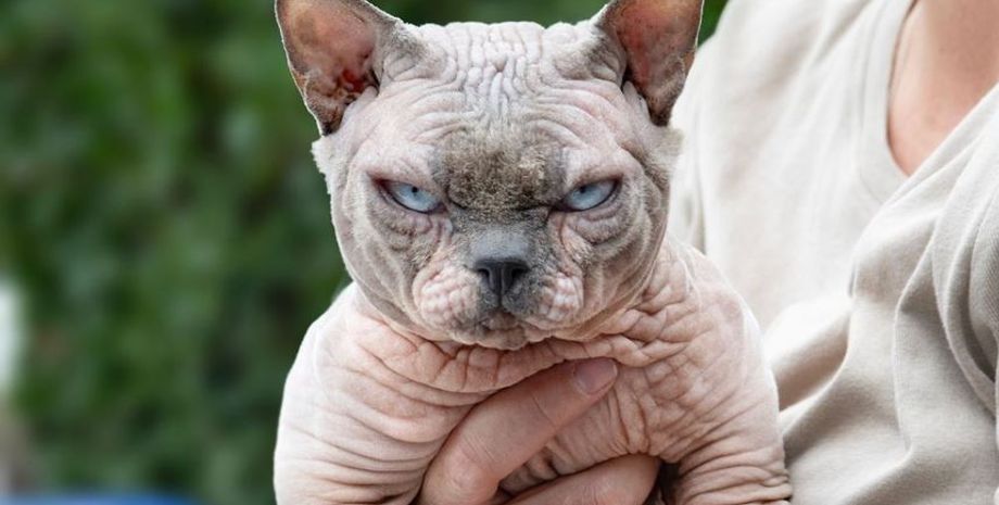 Появление бесшерстных котов XL Bully, большие сфинксы, порода котов без шерсти, животные