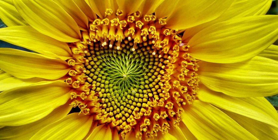 послідовність, листки, Фібоначчі, зріз, рослини, древні рослини, еволюція, відмінність, соняшник, генетика, дослідження