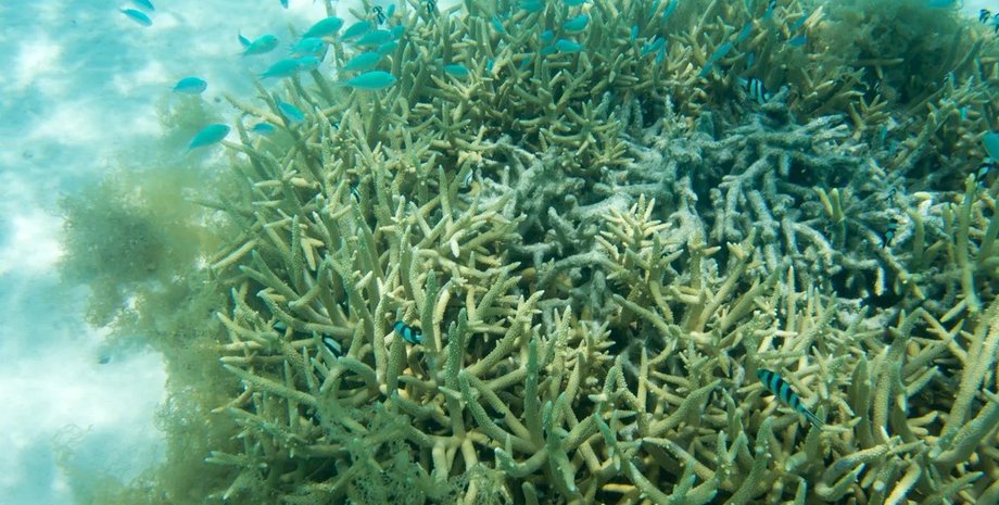 кораллы, обесцвечивание кораллов, болезнь кораллов