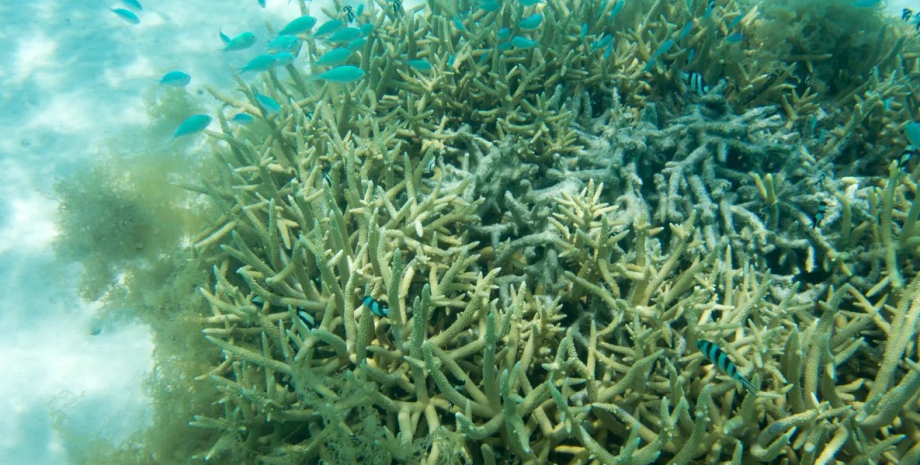 корали, знебарвлення коралів, хвороба коралів