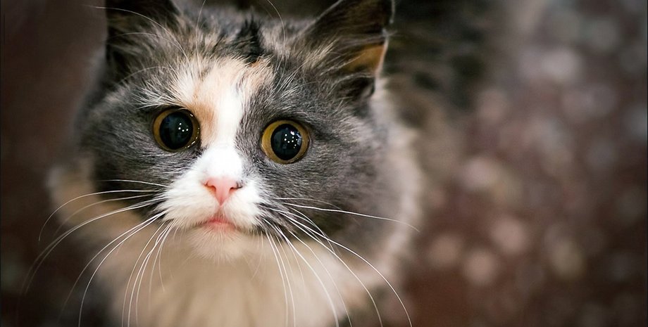 Фото: desktopwallpapers4.me