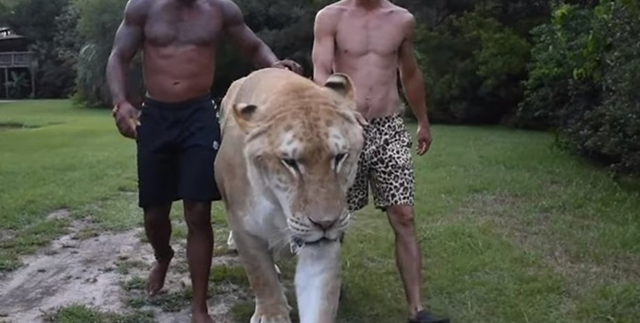 Фото: Скриншот