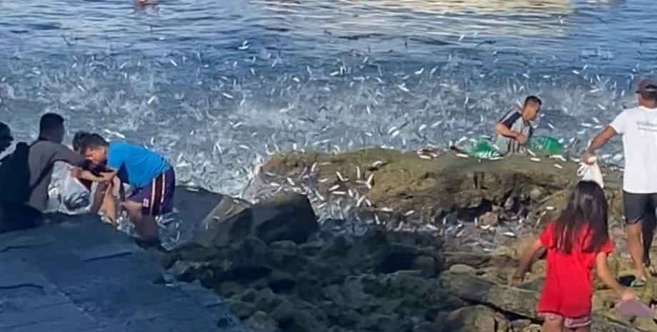 Нашествие сардин на Филиппинах, нашествие рыб, летающие рыбы, выбросило на пляж, тысячи сардин, ловля рыбы
