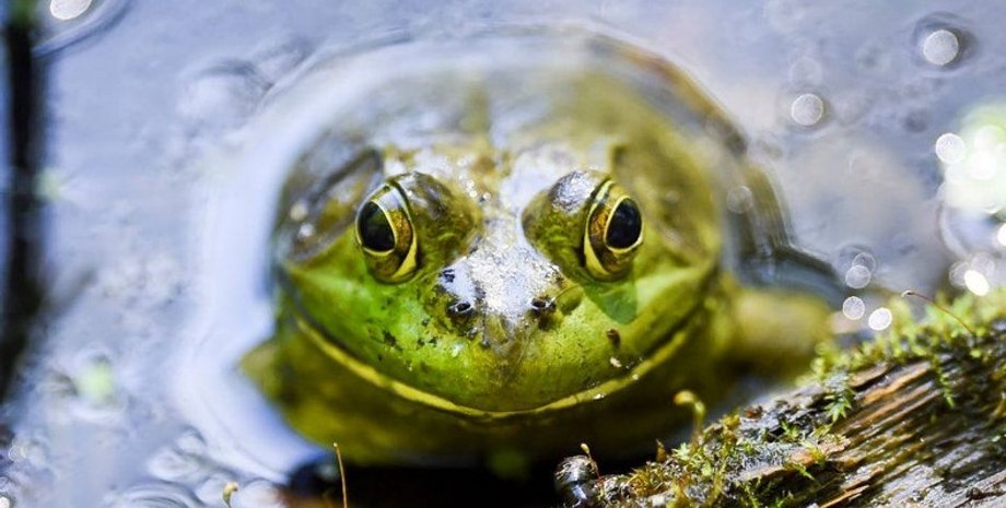 лягушки, лягушки климат, климат лягушки