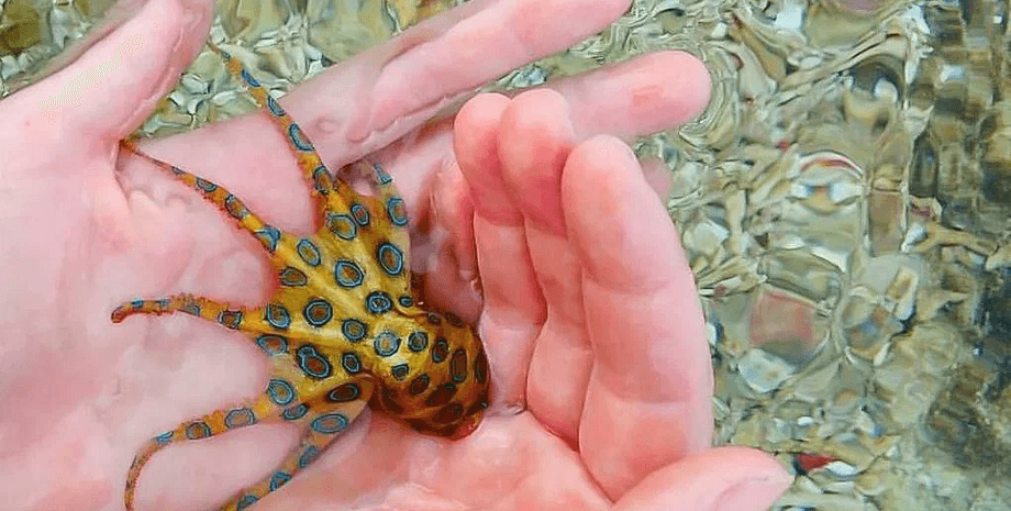 Осьминог, животное, Синекольчатый осьминог, море руки, человек