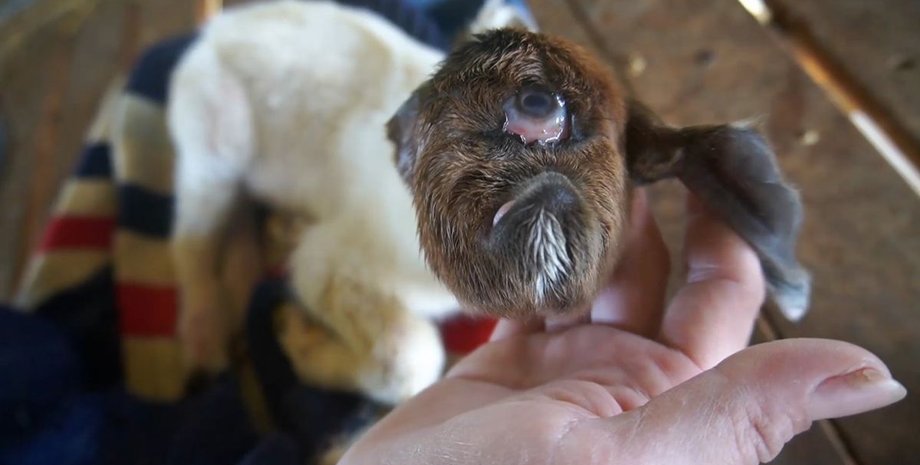 Козленок-циклоп