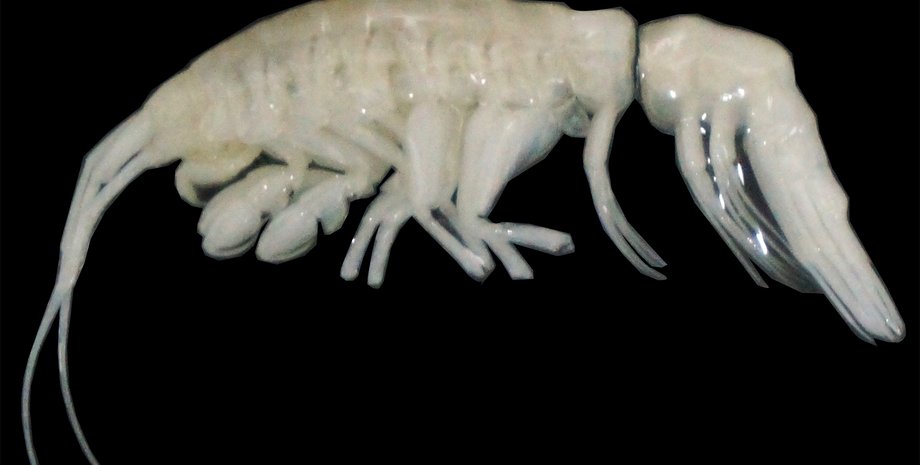 ракоподібне, новий вид