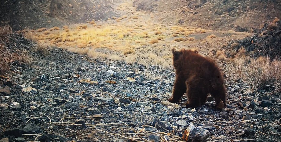 гобийский медведь в пустыне