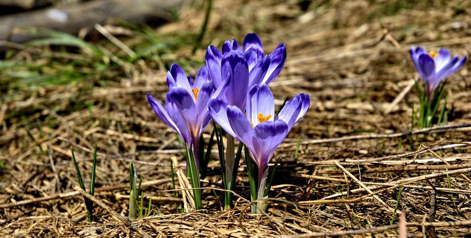 дождь, мокрый снег, тепло, туман, снеголавинная опасность