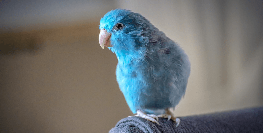 Папуга, птах, вихованець, домашня тварина, дзьоб