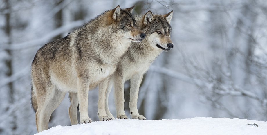 волки, зима, снег, фото