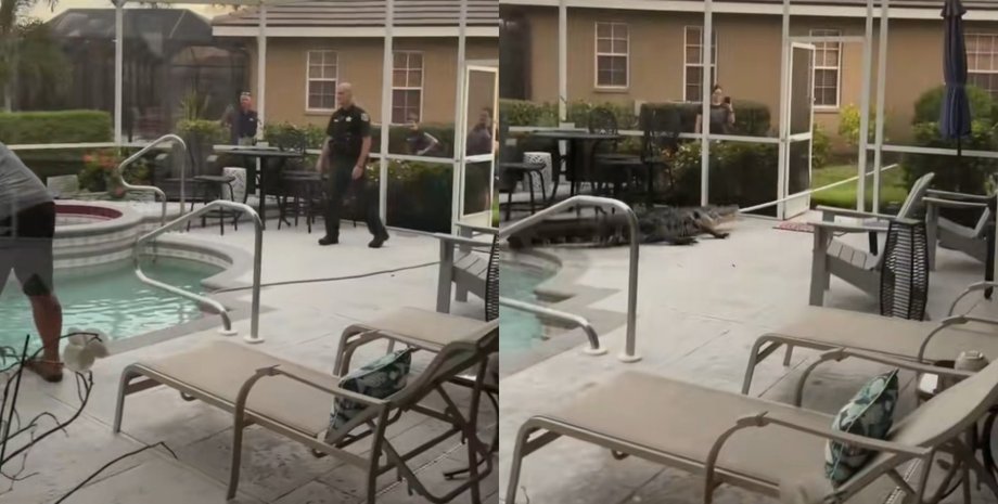 У США жінка помітила у себе в басейні величезного алігатора і викликала поліцію