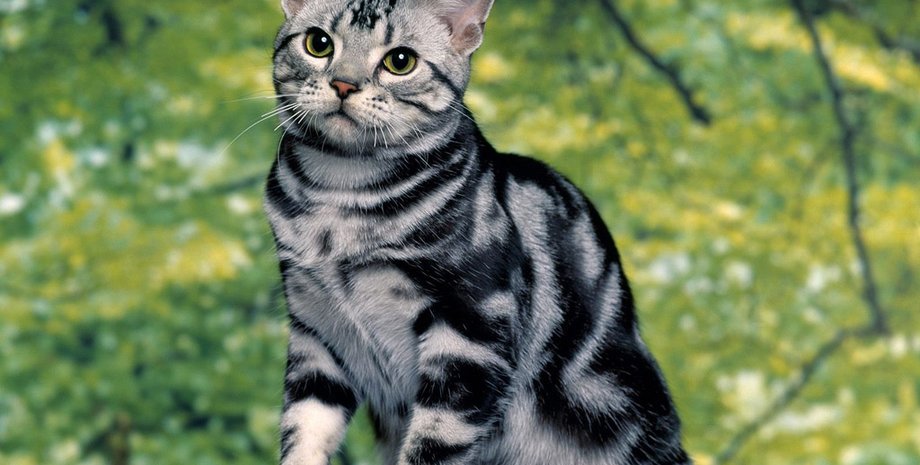 Фото: kewlwallpapers.com