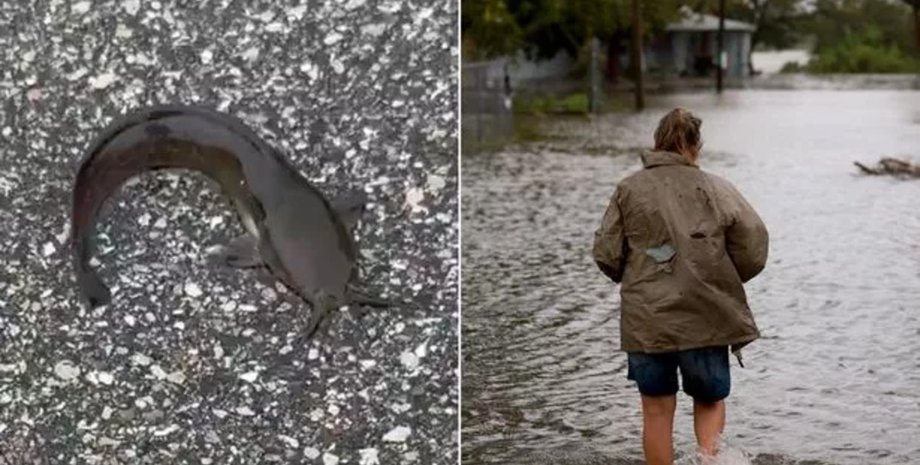 Рибу винесло на дорогу, риба на дорозі, біблійне пророцтво, страх апокаліпсису, кінець часів, ураган, повінь