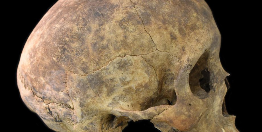 Череп из захоронения Плайя-Венадо. Фото: Nicole Smith-Guzmán, STRI