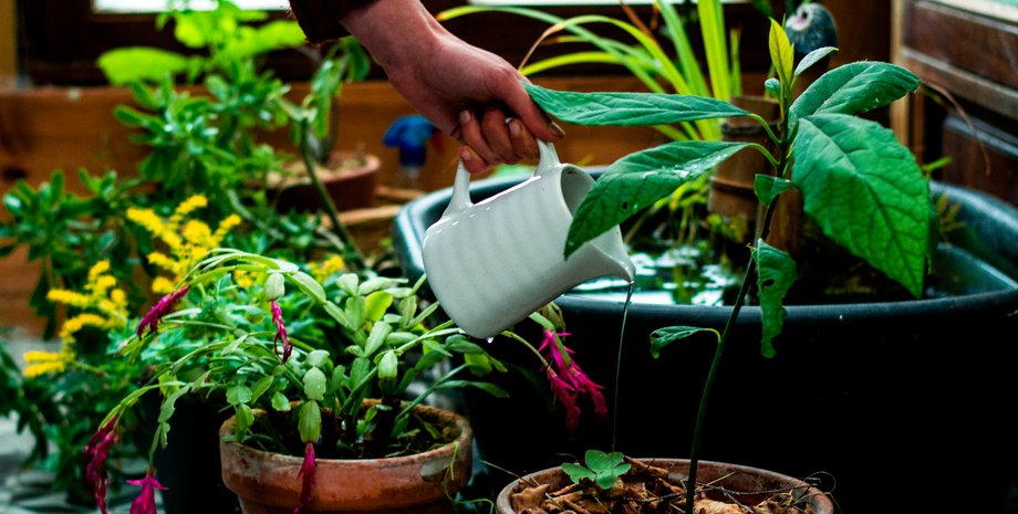 комнатные цветы, цветы в доме, опасные комнатные растения, растения-вампиры