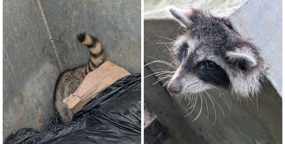 Работники школы спасли енота, который оказался в беде: что произошло с пушистым