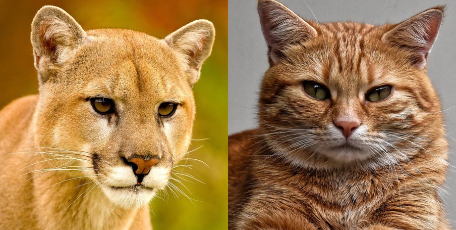 Кіт в США став причиною паніки, кота через дуже реалістичний окрас переплутали з пумою, фото та відео