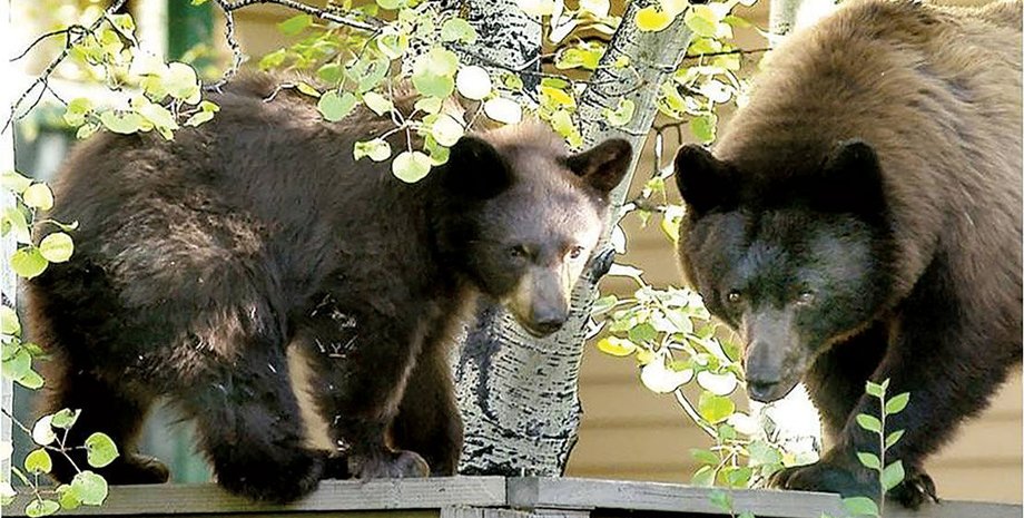 Иллюстративное фото