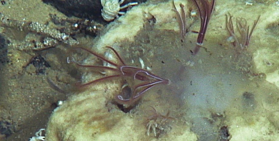 черв'яки на морському дні