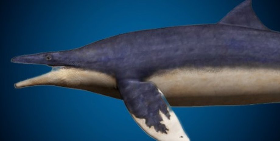 голубой дракон Вакаяма