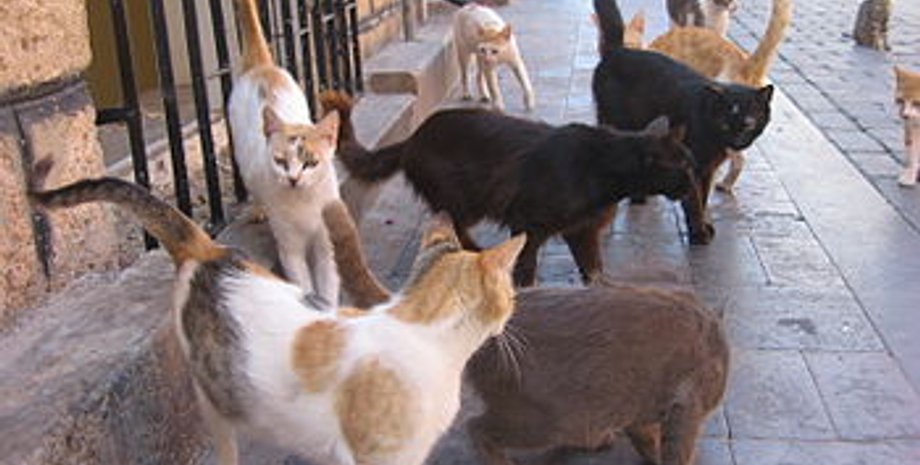 Фото: Википедия