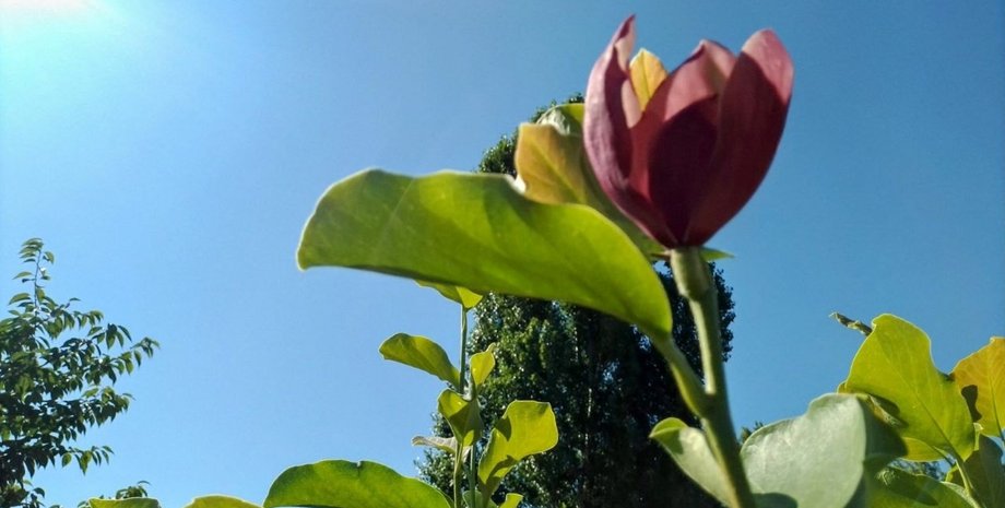 магнолия в Киеве