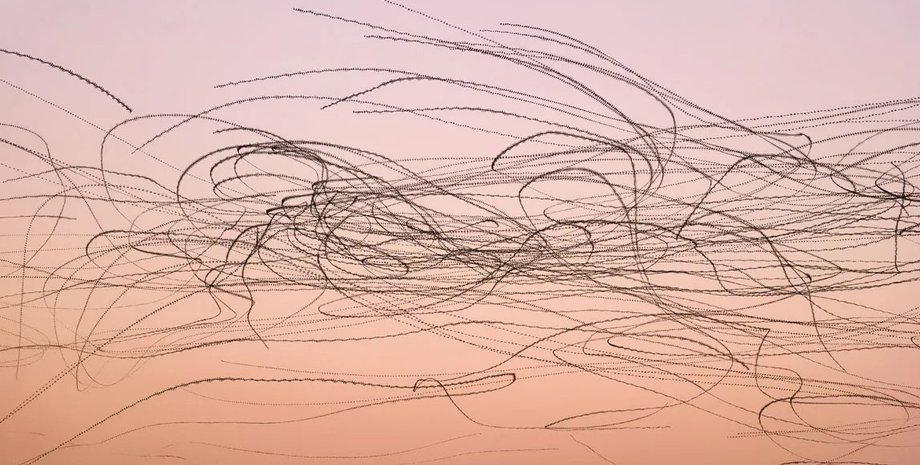 черный стриж, черный стриж полет