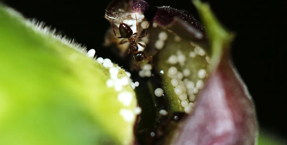 рослина мураха