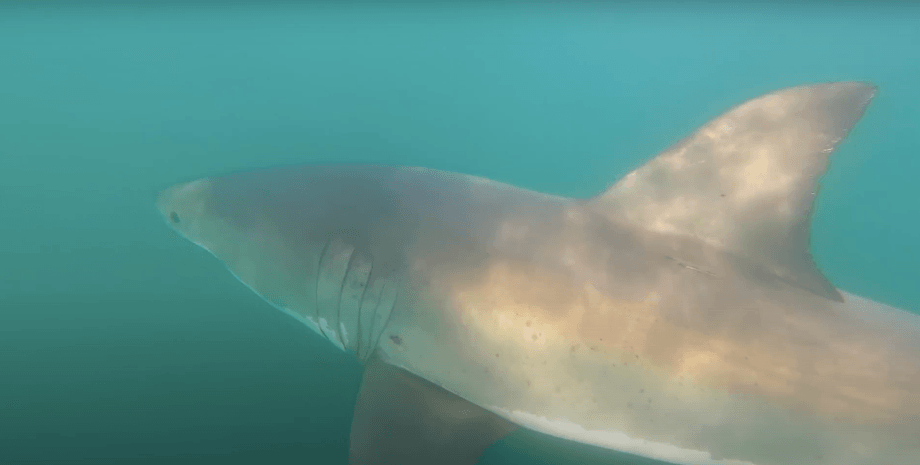 акула в калифорнии